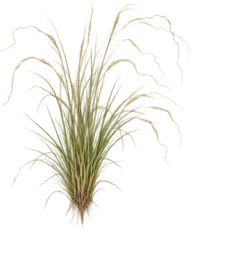 Native Texas bunchgrass