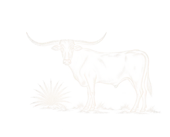 Illustration of a Texas longhorn